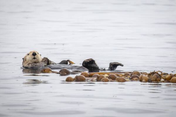 Otter in Great Bear Rainforest